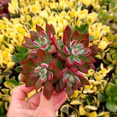 ECHEVERIA PULVINATA DEVOTION, image 