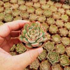 ECHEVERIA HERCULES, image 