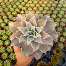 ECHEVERIA MADIBA, image 