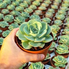 ECHEVERIA NUBIA, image 