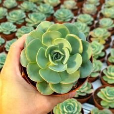 ECHEVERIA NUBIA, image , 2 image