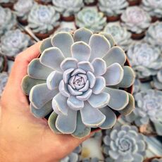 ECHEVERIA SNOW BUNNY, image 