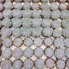 ECHEVERIA SNOW BUNNY, image , 4 image