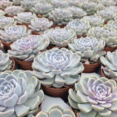 ECHEVERIA SNOW BUNNY, image , 2 image