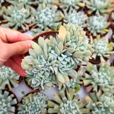 ECHEVERIA TOPSY TURVY CRESTATA, image 