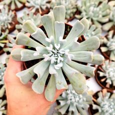 ECHEVERIA TOPSY TURVY, image 