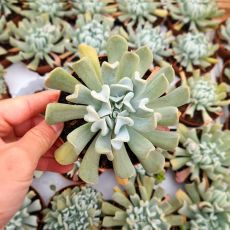 ECHEVERIA TOPSY TURVY, image 