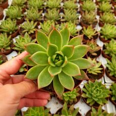 ECHEVERIA AGAVOIDES, image 