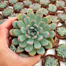 ECHEVERIA APUS, image 