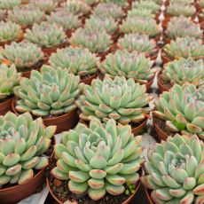 ECHEVERIA APUS, image , 2 image