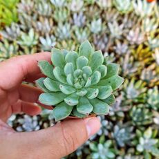 ECHEVERIA CUSPIDATA ZARAGOZA, image 