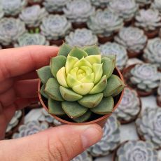 ECHEVERIA FABIOLA VARIEGATA, image 