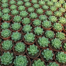 ECHEVERIA FABIOLA, image , 2 image