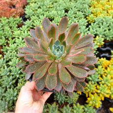 ECHEVERIA HERA, image 