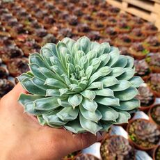 ECHEVERIA HYALINA CARUNCULATA, image 
