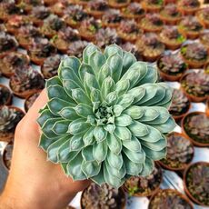 ECHEVERIA HYALINA CARUNCULATA, image _ab__is.image_number.default