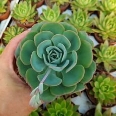 ECHEVERIA NUBIA, image 