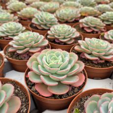 ECHEVERIA NUBIA, image _ab__is.image_number.default