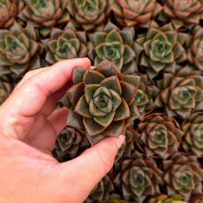 ECHEVERIA PURPUSORUM, image _ab__is.image_number.default