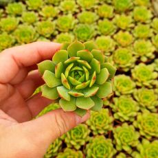 ECHEVERIA RAMILETTE, image , 2 image