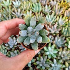ECHEVERIA TOLIMANENSIS, image 