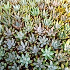 ECHEVERIA TOLIMANENSIS, image _ab__is.image_number.default