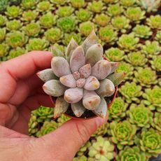 ECHEVERIA TOLIMANENSIS, image 