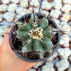 ECHINOCACTUS INGENS, image 