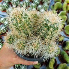 ECHINOCEREUS DUBIUS, image 