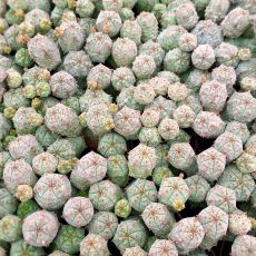 EUPHORBIA GLOBOSA, image _ab__is.image_number.default