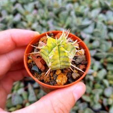 EUPHORBIA MELOFORMIS VARIEGATA, image 