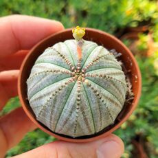 EUPHORBIA OBESA, image 