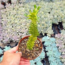 EUPHORBIA TRIGONA MINT CREAM, image 