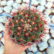 FEROCACTUS FORDII, image 