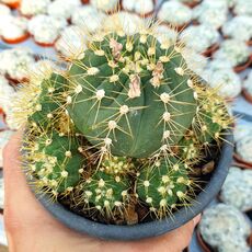 GYMNOCALYCIUM SCHACUENSE, image 