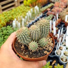 HOODIA GORDONII, image 