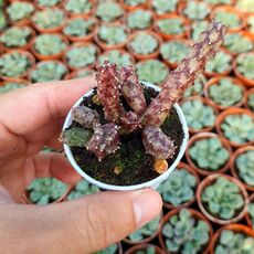 HUERNIA ASPERA, image 