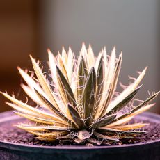 Lampa LED full spectrum 42.5W, image _ab__is.image_number.default