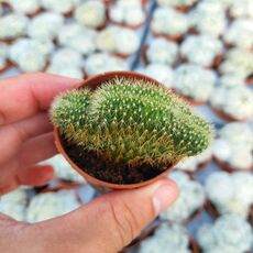 HILDEWINTERA AUREISPINA CRISTATA, image 