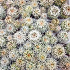 MAMMILLARIA NEJAPENSIS, image , 3 image