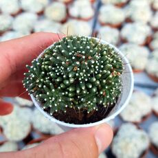 MAMMILLARIA PAINTERI MONSTROSA, image 