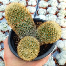 MAMMILLARIA SPINOSISSIMA SUBS. PILCAYENSIS, image 