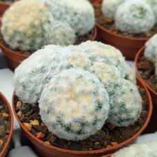 MAMMILLARIA PLUMOSA, image _ab__is.image_number.default