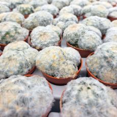 MAMMILLARIA PLUMOSA, image , 2 image