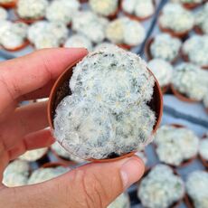 MAMMILLARIA PLUMOSA, image 