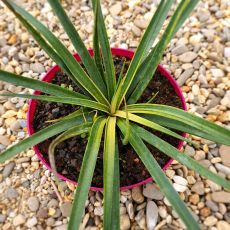 MANGAVE BAD HAIR DAY VARIEGATA, image 