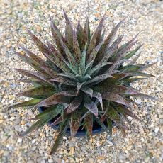 MANGAVE PINEAPPLE EXPRESS, image 