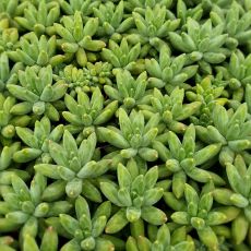 PACHYPHYTUM COMPACTUM, image _ab__is.image_number.default