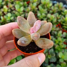 PACHYSEDUM GANZHOU, image 