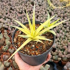 SANSEVIERIA GRACILLIMA VARIEGATA, image 